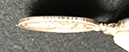 coll_dem_370b